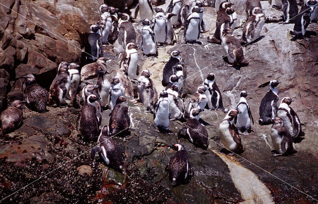 Zwartvoetpinguin (Spheniscus demersus)