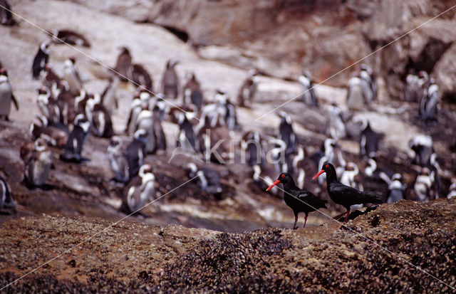 Zwartvoetpinguin (Spheniscus demersus)