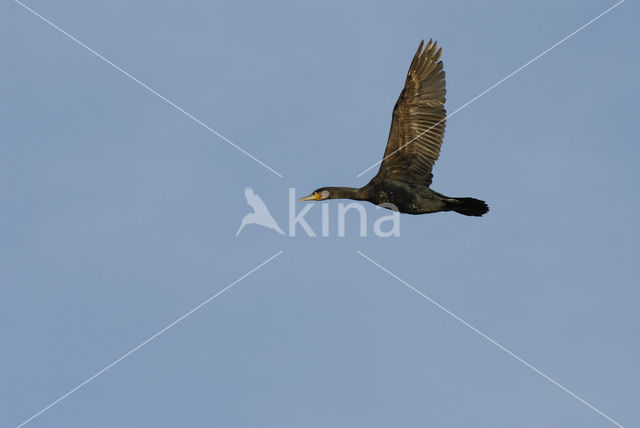 Aalscholver (Phalacrocorax carbo)