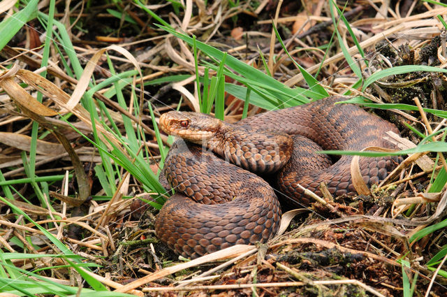 Common Viper (Vipera berus)