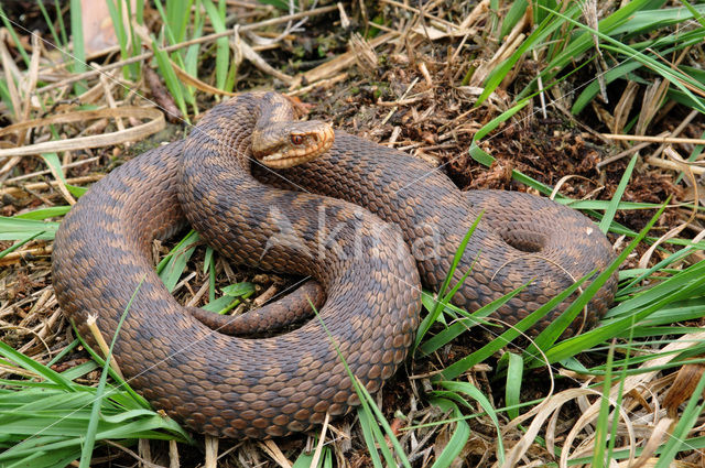 Common Viper (Vipera berus)