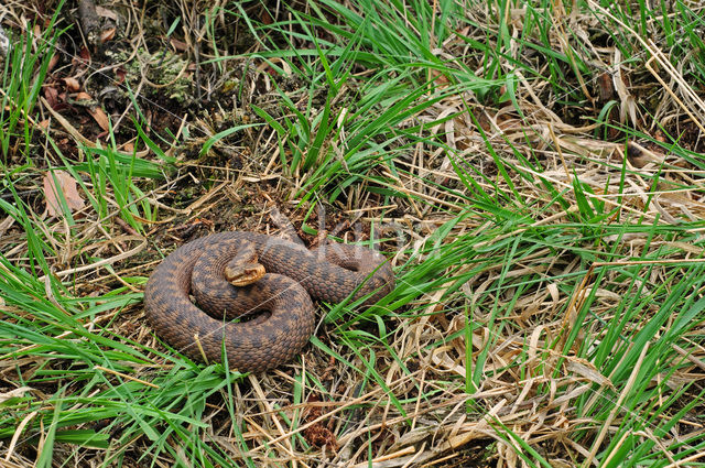 Common Viper (Vipera berus)