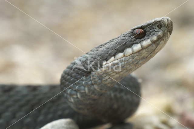 Adder (Vipera berus)