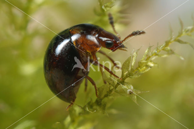 Agathidium varians