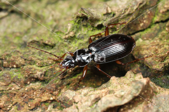 Agonum livens