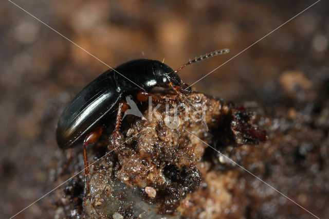 Akkerroodpootglimmer (Amara familiaris)