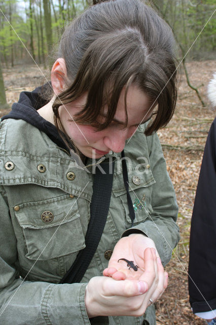 Alpine Newt (Ichthyosaura alpestris)