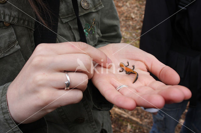 Alpenwatersalamander