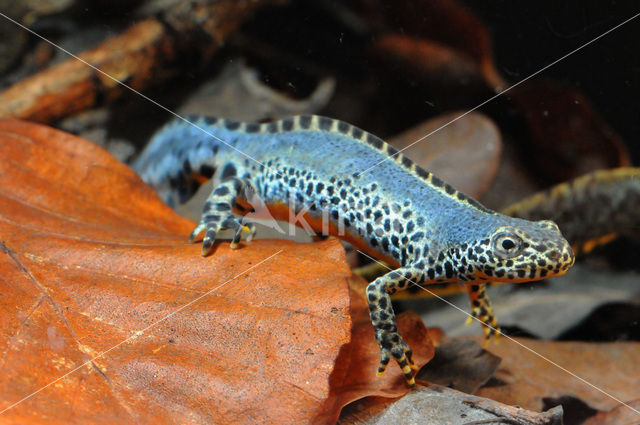 Alpine Newt (Ichthyosaura alpestris)