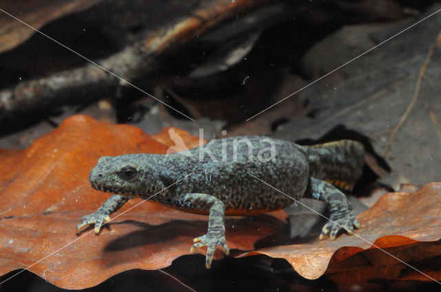 Alpenwatersalamander