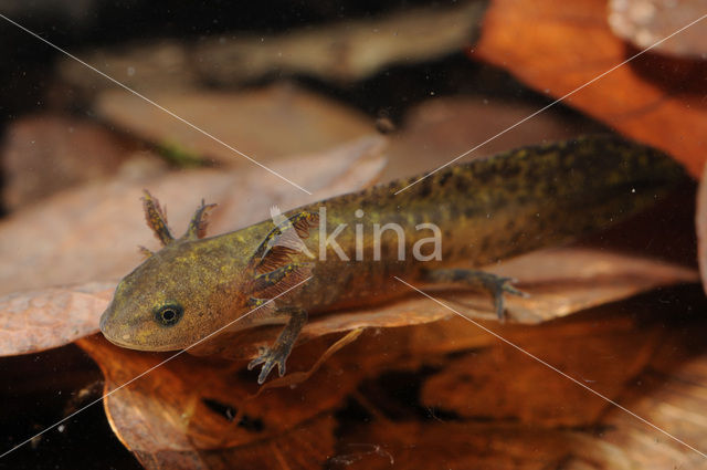 Alpine Newt (Ichthyosaura alpestris)