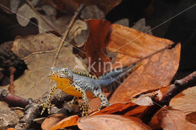 Alpine Newt (Ichthyosaura alpestris)