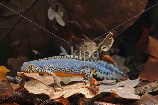 Alpine Newt (Ichthyosaura alpestris)