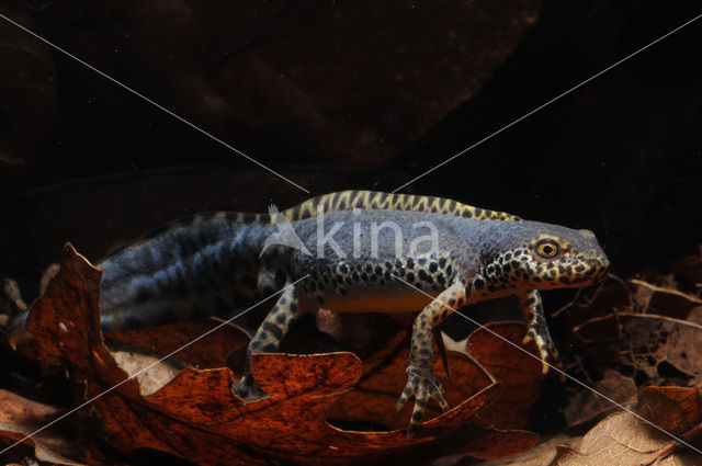 Alpine Newt (Ichthyosaura alpestris)