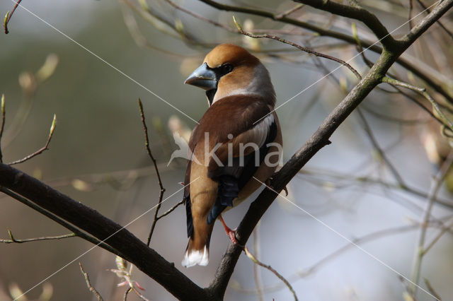 Appelvink (Coccothraustes coccothraustes)