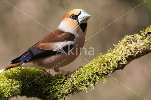 Appelvink (Coccothraustes coccothraustes)
