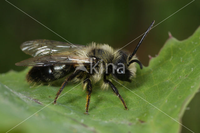 Asbij (Andrena cineraria)