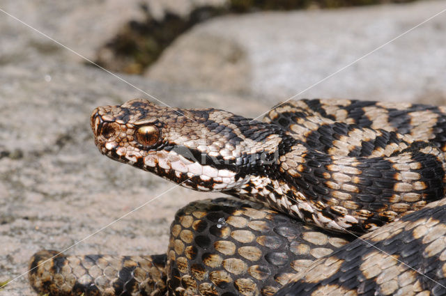 asp viper (Vipera aspis)