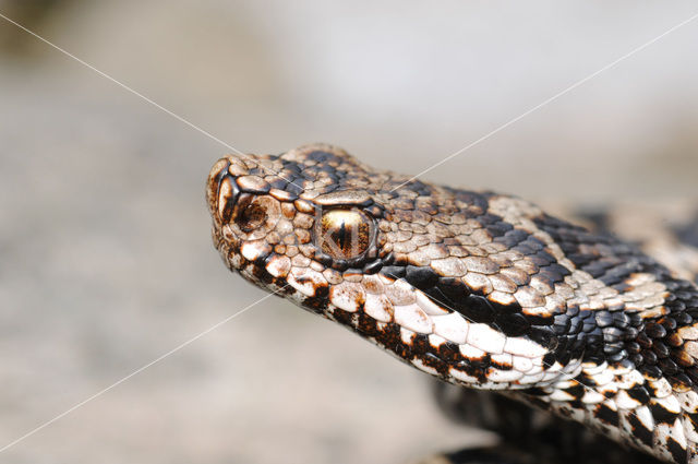asp viper (Vipera aspis)