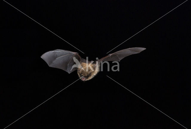 Baardvleermuis (Myotis mystacinus)