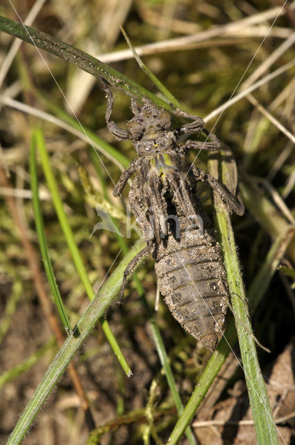 Beekrombout (Gomphus vulgatissimus)