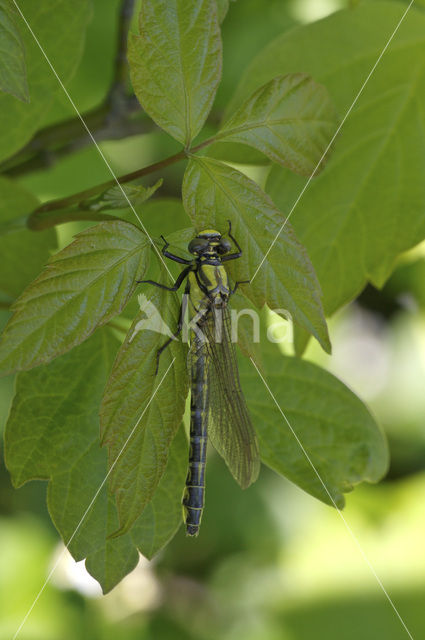 Beekrombout (Gomphus vulgatissimus)