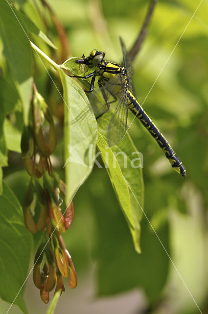 Club-tailed Dragonfly (Gomphus vulgatissimus)