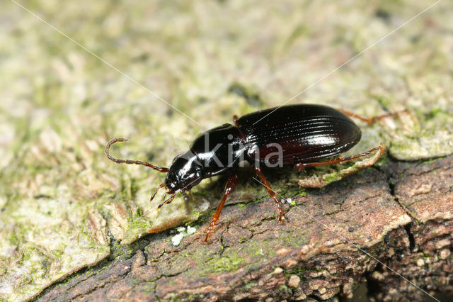 Bestippelde Zwartschild (Pterostichus strenuus)