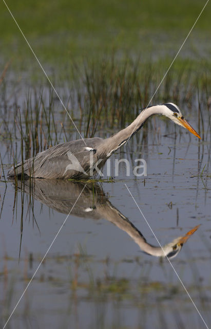 Grey Heron (Ardea cinerea)