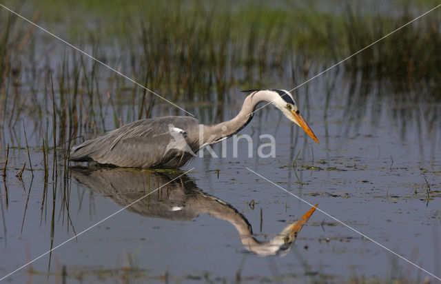 Grey Heron (Ardea cinerea)
