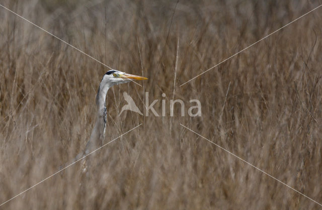 Blauwe Reiger (Ardea cinerea)