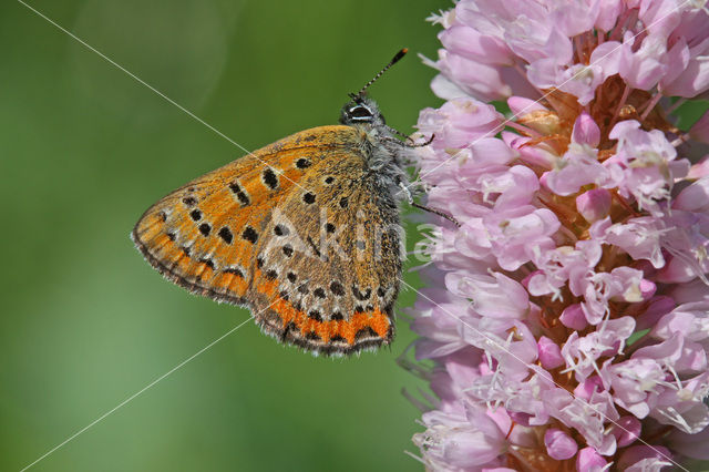 Blauwe vuurvlinder (Lycaena helle)