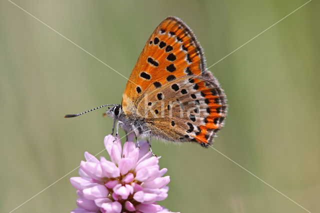 Blauwe vuurvlinder (Lycaena helle)