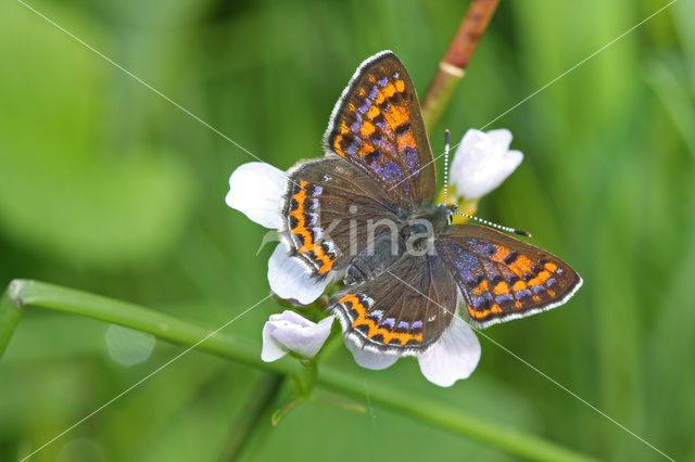 Blauwe vuurvlinder (Lycaena helle)