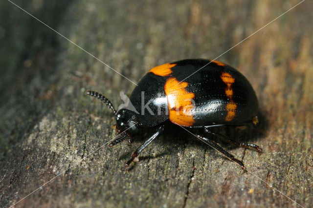 Darkling beetle (Diaperis boleti)