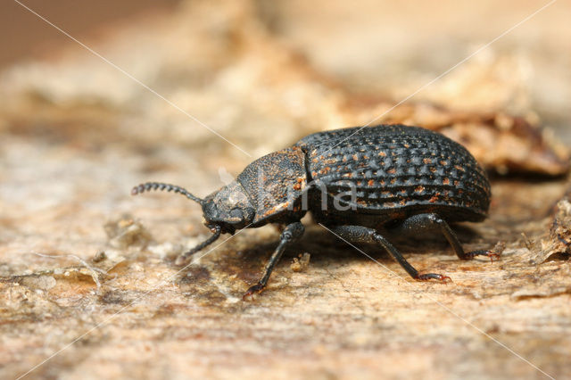 Bolitophagus reticulatus