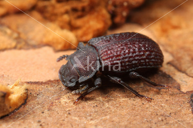 Bolitophagus reticulatus