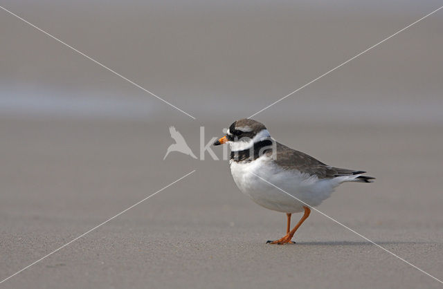 Bontbekplevier (Charadrius hiaticula)