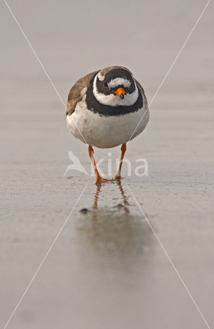 Ringed Plover (Charadrius hiaticula)
