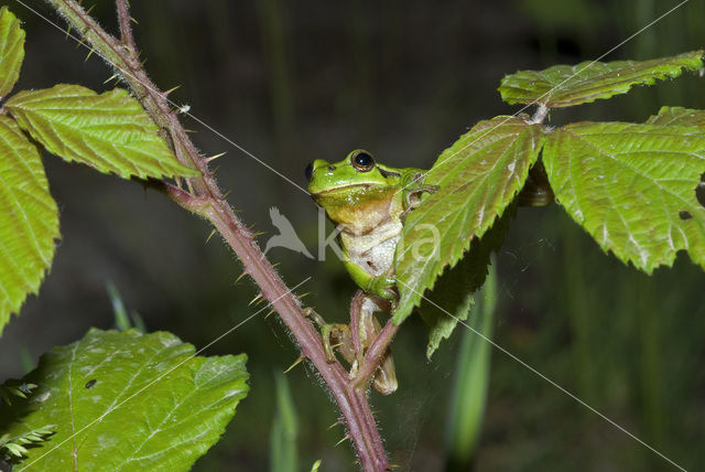 Boomkikker (Hyla crucifer)