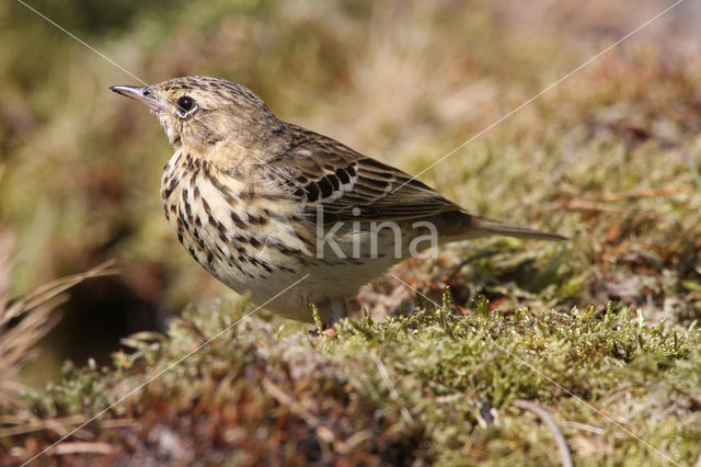 Tree Pipit (Anthus trivialis)