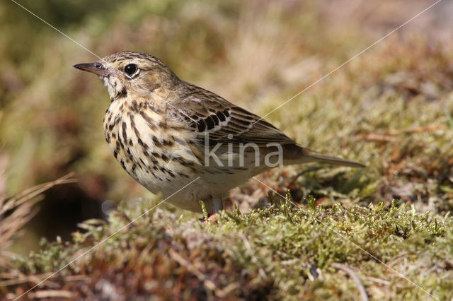 Tree Pipit (Anthus trivialis)