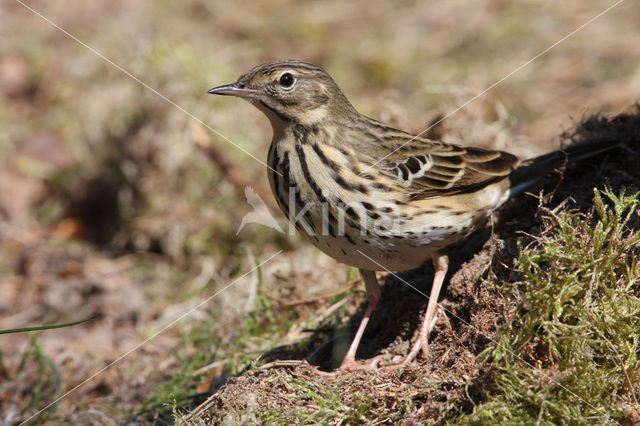 Boompieper (Anthus trivialis)