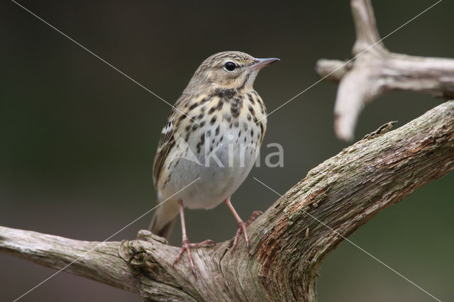 Tree Pipit (Anthus trivialis)