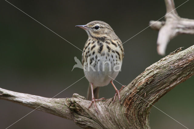 Boompieper (Anthus trivialis)