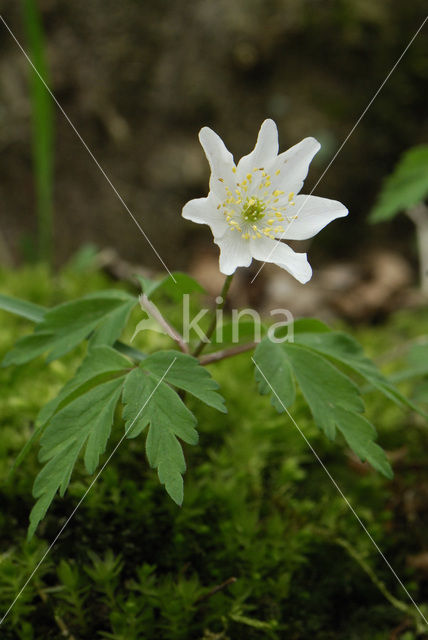 Wood Anemone (Anemone nemorosa)