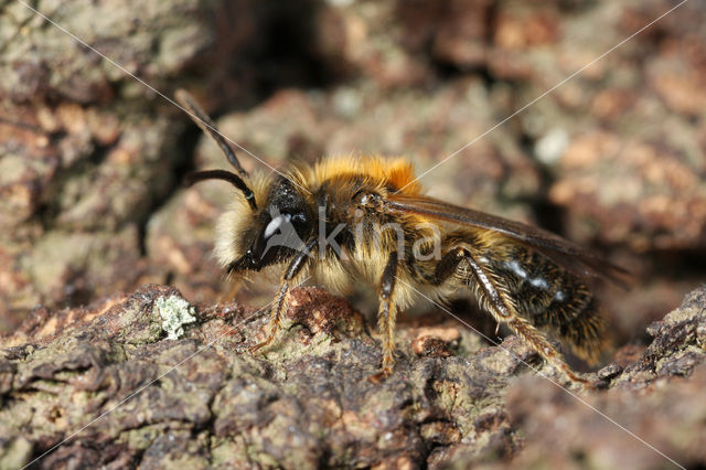 Andrena lapponica