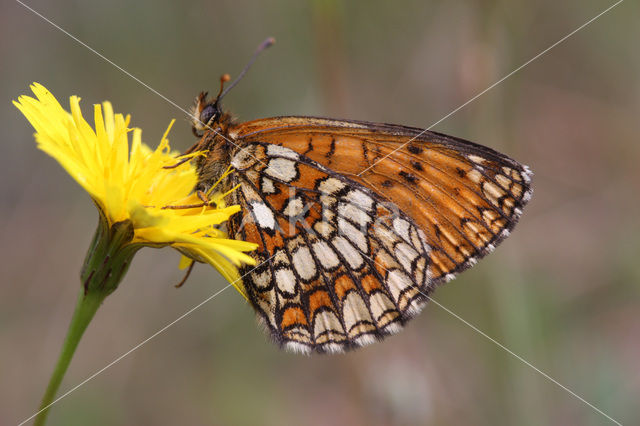 Bosparelmoervlinder (Melitaea athalia)