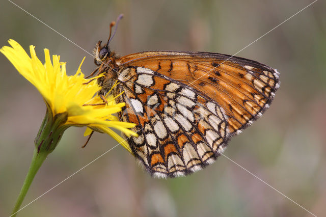 Heath Fritillary (Melitaea athalia)