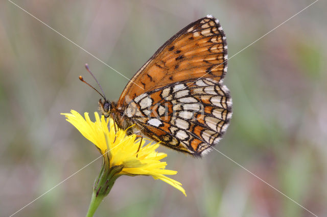 Heath Fritillary (Melitaea athalia)